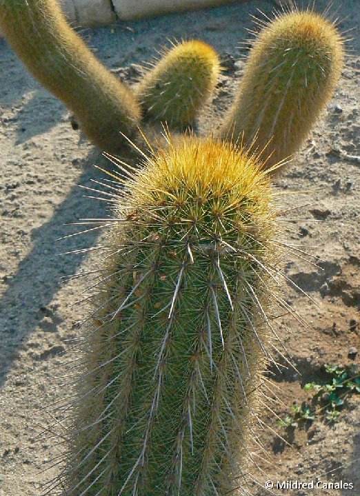 Haageocereus pacalaensis repens PLL Peru Mildred Canales